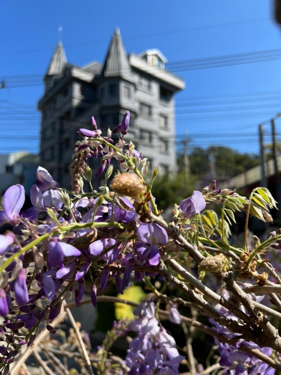 Gaodiyuan Tea B&B 高帝園茶業民宿 Meishan Exterior foto